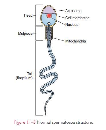 Normal spermatozoa structure | Medical Laboratories