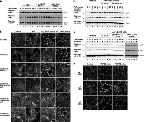 Ring Mutants Of Ciap Inhibit Tnf Induced Canonical Nf B Activation A