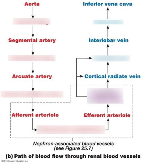 Renal Circulation Pathway