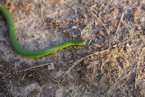 Opheodrys Smooth Green Grass Snake Slithers through the Dry Grass Stock ...