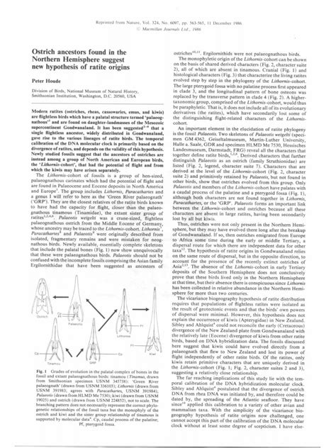 Pdf Ostrich Ancestors Found In The Northern Hemisphere Suggest New