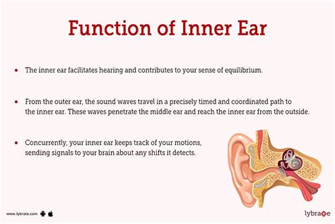 Inner Ear Human Anatomy Image Functions Diseases And Treatments