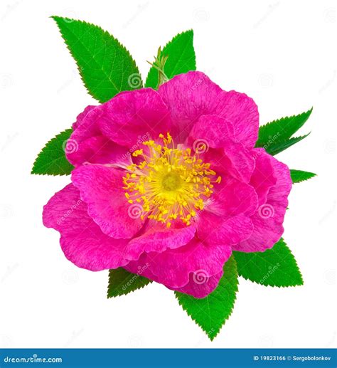 Beautiful dog rose flower stock photo. Image of element - 19823166