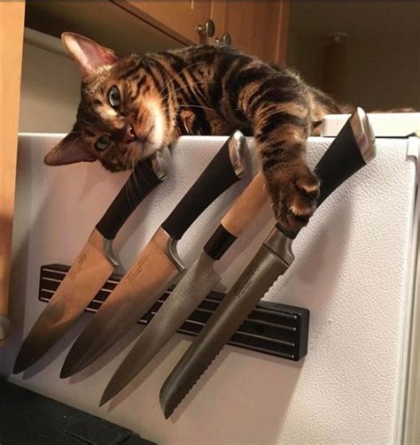 Threatening Knife Cat Cats Know Your Meme