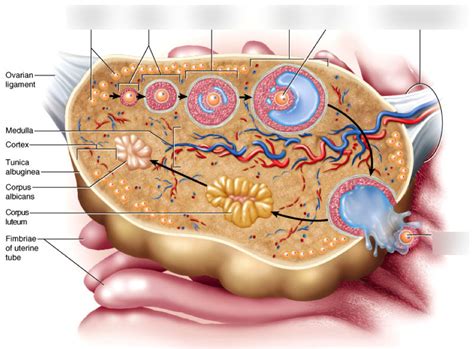 Ovary Anatomy 1 Diagram | Quizlet