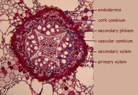 Four Armed Primary Xylem Biol Apbi Lab Information