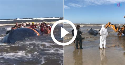 V Deo Baleia De Toneladas Que Encalhou Em Praia De Jaguaruna Passa