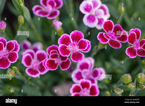 Pink Kisses Carnation Trädgårdsnejlika Dianthus Caryophyllus Stock