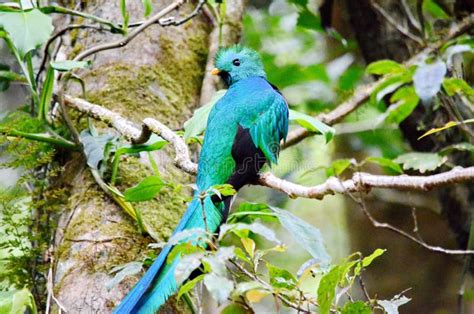 Resplendent quetzal - male stock image. Image of male - 115248823