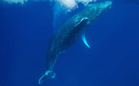 Humpback whale migration time in Hawaiian waters | Marine Connection