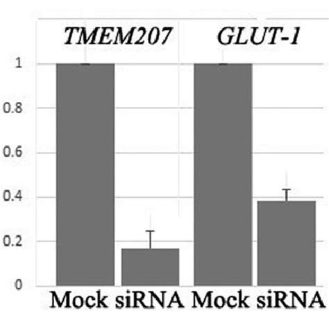 Down Regulation Of TMEM207 Expression Decreases GLUT 1 MRNA In Cultured