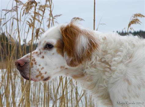 #727594 Dogs, English Setter, Black background - Rare Gallery HD Wallpapers