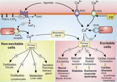 Calcium And Ip3 In Signaling Pathways