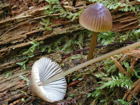 Gr Neggad H Tta Mycena Viridimarginata