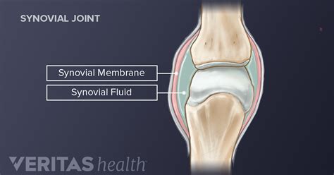 Synovial Joint Knee