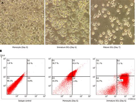 Morphology And Immunophenotype Of Human Monocyte Derived Dendritic