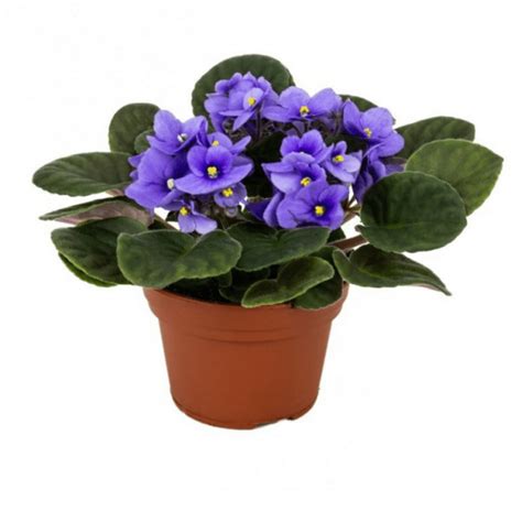 Coletar 80 Imagem Violeta Africana Flor Br Thptnganamst Edu Vn