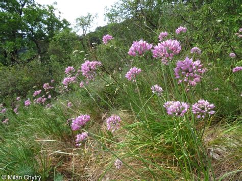 Festucetalia Valesiacae FloraVeg EU