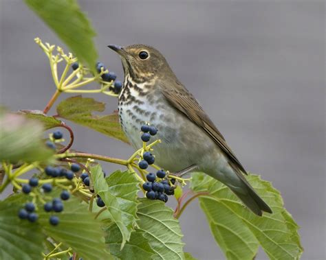 Swainson’s Thrush : Minnesota Breeding Bird Atlas