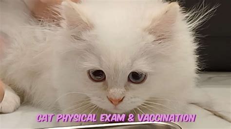 Cat Physical Examination And Vaccination 猫の予防接種 고양이 예방접종 Youtube