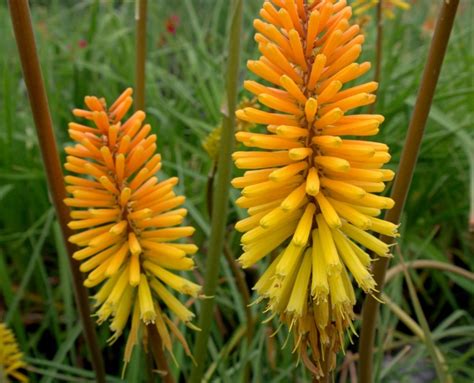 Kniphofia Rich Echoes Denis Plants