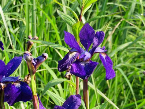 Siberian Iris I By Fishing4stars On Deviantart