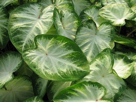 Caladium 'Aaron' Plant Leaves