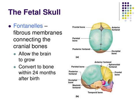 Fetal Skull Ppt