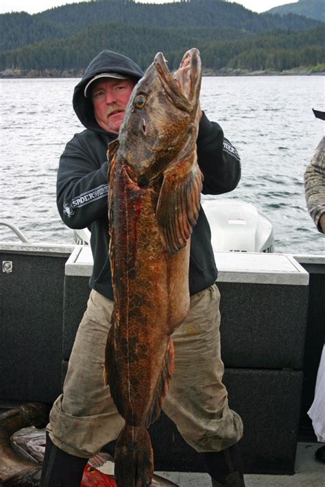 Alaska Lingcod Fishing Charters Rock Fish Ling Cod Combo Trips