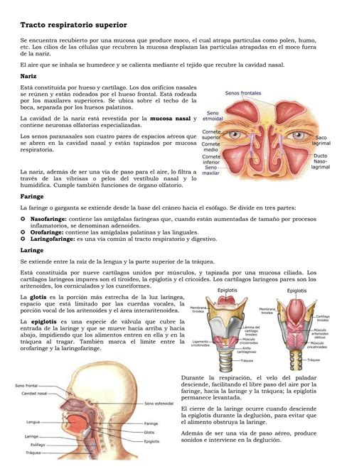 SOLUTION Anatomia Respiraci N Hematosis Nutrici N Y Excrecion Studypool