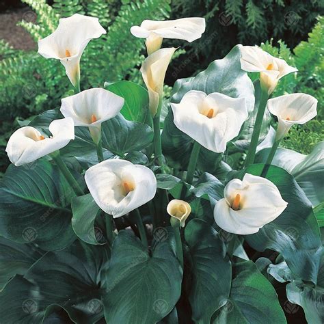 Buy Zantedeschia Aethiopica Arum Lily Free Uk Delivery Over