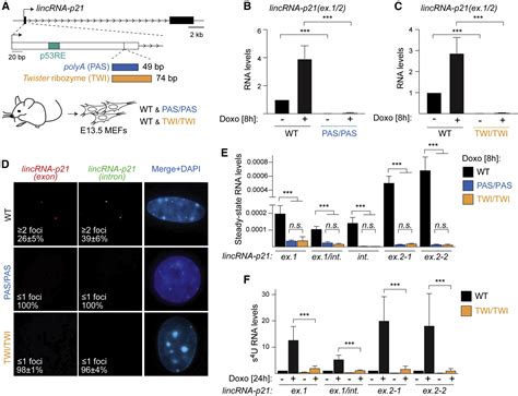 Functional Elements Of The Cis Regulatory Lincrna P21 Cell Reports