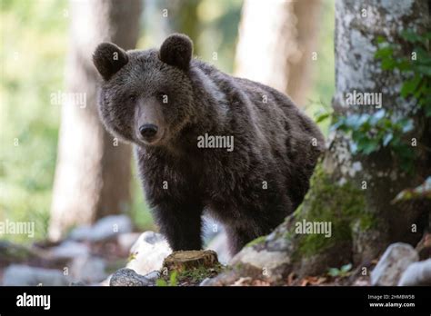 European brown bear Stock Photo - Alamy