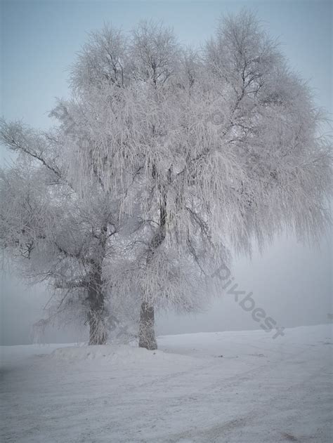 Cedar Tree Trees In Heavy Snow | PSD Free Download - Pikbest