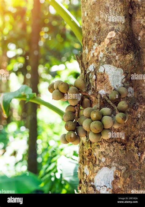 Longkong Or Lansium Parasiticum Duku Fruit On Tree Branch Duku Is