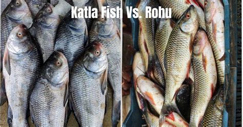 Rohu Fish Traits Key Points You Should Know