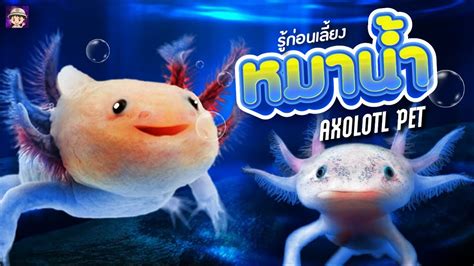 หมาน้ำ Axolotl รู้ก่อนเลี้ยง ดูเเล้วจะหลงรัก - YouTube