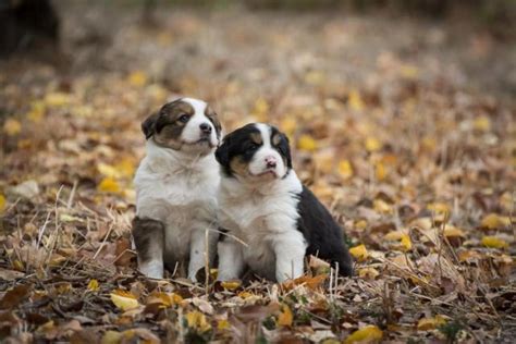 Australian Shepherd Border Collie Puppies for Sale in Dairyville ...