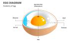 Egg Diagram PowerPoint and Google Slides Template - PPT Slides