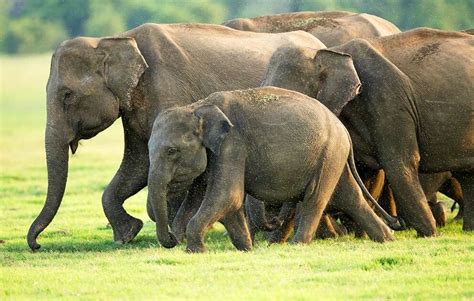 Sri Lanka Elephants. Sri Lanka is home to a significant… | by Piyumaltharuka | May, 2023 | Medium