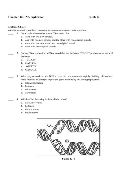 Chapter 12 Dna Replication