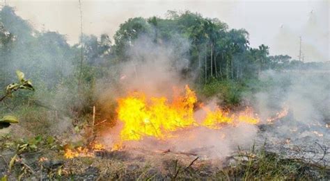 Lahan Di Kota Pekanbaru Terbakar Bpbd Langsung Turun Ke Lokasi