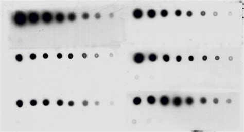 Improving Western blot reproducibility | Scientist Live