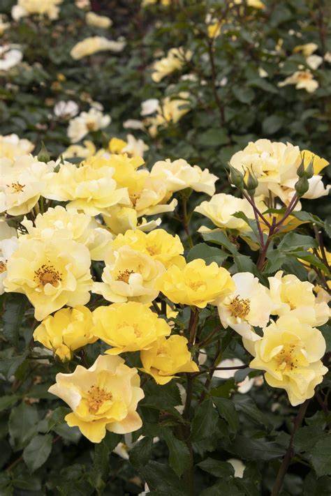 The Easiest Roses To Grow For A Gorgeous Low Maintenance Garden