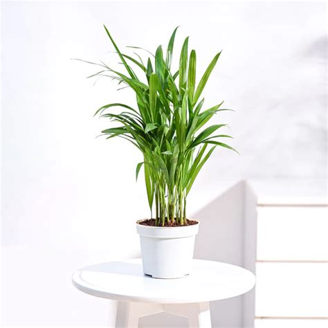 Order Areca Palm Online In India | Safe Home Delivery