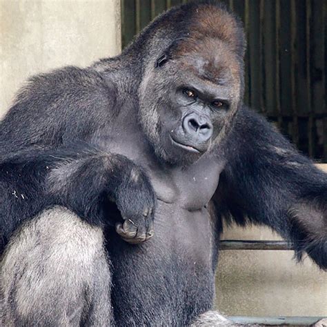 Shabani Gorilla Profile, Facts, Care, Diet and Life Story - Primates Park