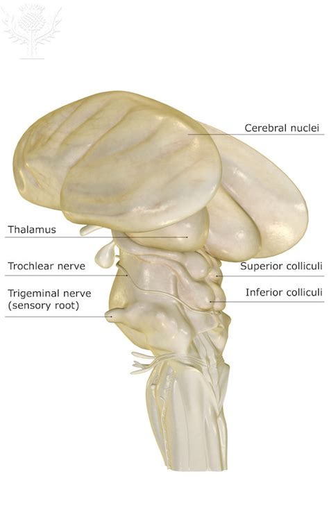 The Brainstem and Cerebellum