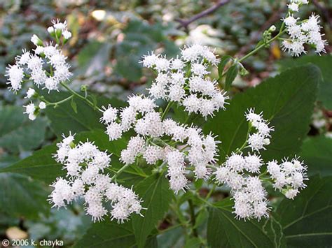 Top 10 Poisonous Plants | Dengarden