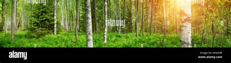 pine forest panorama Stock Photo - Alamy
