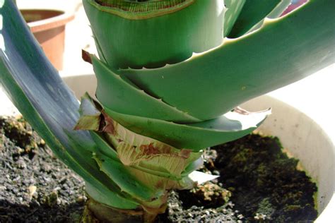 Aloe Vera Stamm richtig kürzen So geht s